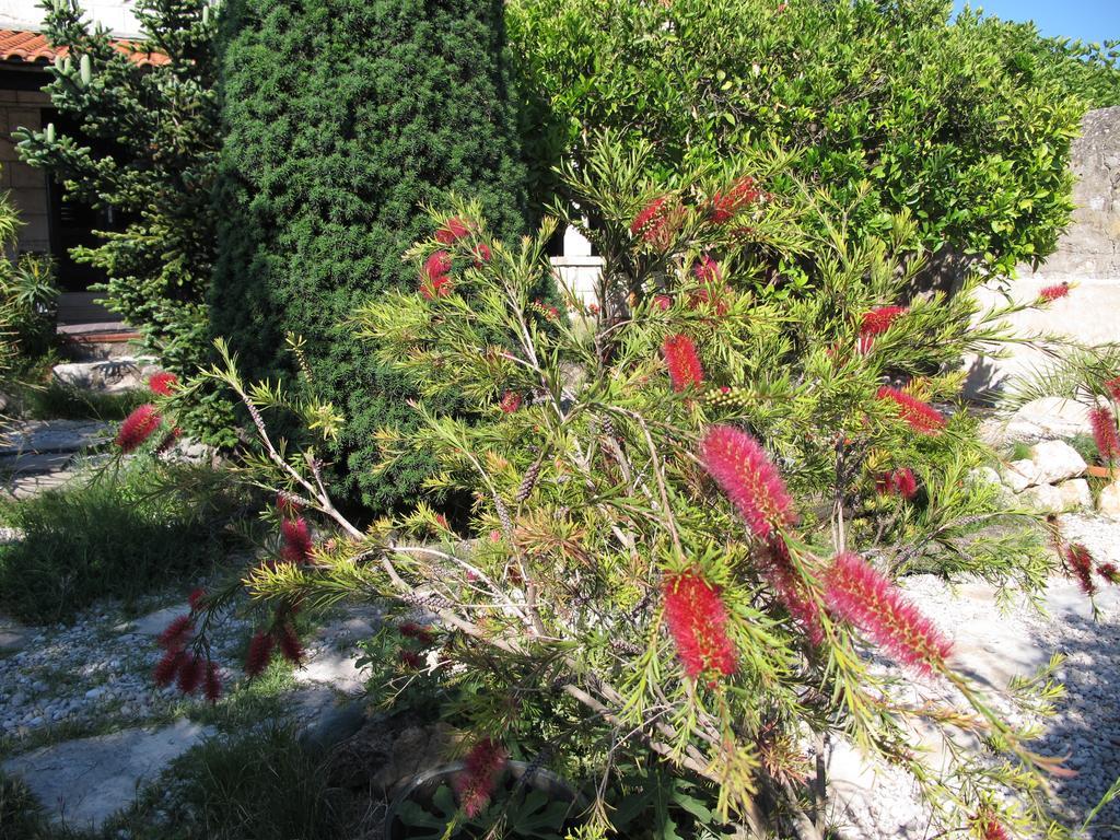 Guest House Maria Bilicic Dubrovnik Exterior photo
